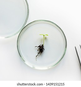 Petri Dish And Small Sprout In Laboratory On White. Chemical Experiment. View From Above.