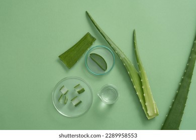 Platos de Petri con rodajas de Aloe vera colocadas sobre un tapiz con gel de Aloe vera. Aloe vera (molinillo de Aloe barbadensis) contiene vitaminas A, C y E