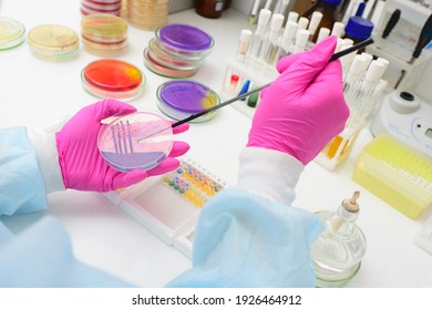 Petri Dishes In The Bacteriological Laboratory.2019-nCoV; Coronavirus; China;