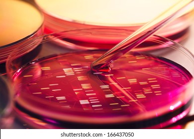 Petri Dishes And Liquid Material. DNA Data Inside Petri Dish. Laboratory Concept. 