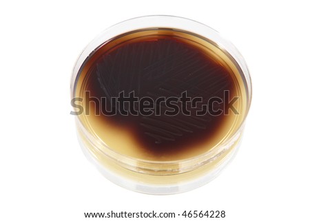 Petri plate with bacteria Enterococcus Faecalis, isolated over white background