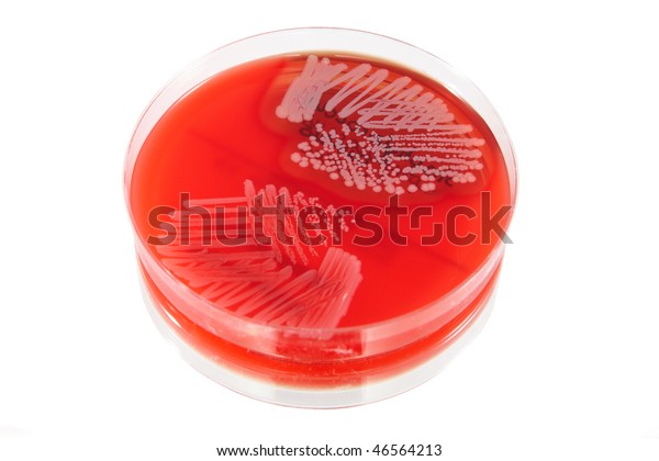 Petri Plate Bacteria Staphylococcus Aureus Moraxella Stock Photo (Edit ...