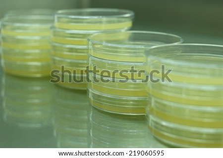 petridish