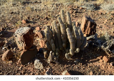 Petrified Forest, Damaraland, Namibia