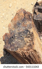 Petrified Forest Namibia