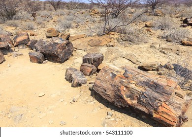 Petrified Forest Namibia