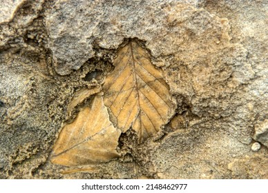 Petrified Leaf Of European Beech