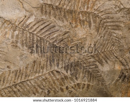 Petrified prehistorical ferns frond imprint on stone with plants branches and leaves 