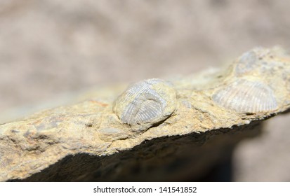 Petrified Shells Silurian Period