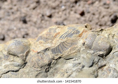 Petrified Shells Silurian Period