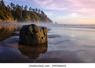 Petrified Sitka Spruce Tree Stump In The Neskowin Ghost Forest