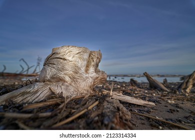 Petrified Sitka Spruce Tree Stump In The Neskowin Ghost Forest