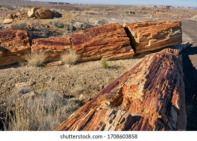 Petrified Tree Petrified Forest National Park Stock Photo 1708603858 ...