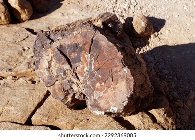 Petrified tree trunk, Outjo - Namibia