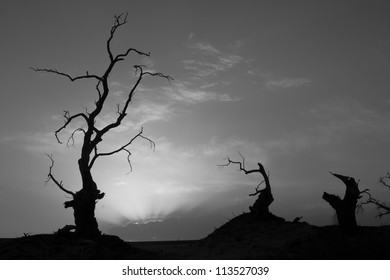 Petrified Trees In Taklamakan Desert, China