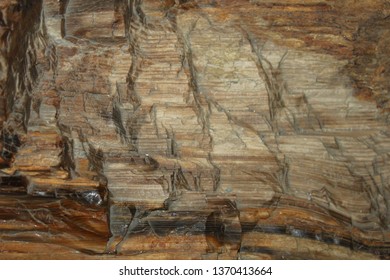 Petrified Wood Abstract