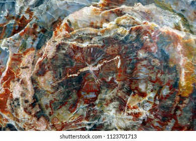 Petrified Wood. Abstract Color Marvel Of Nature.