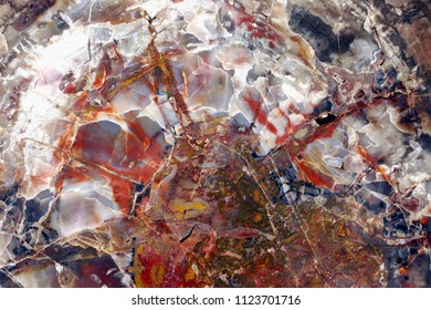 Petrified Wood. Abstract Color Marvel Of Nature.