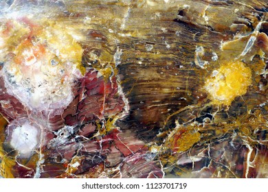 Petrified Wood. Abstract Color Marvel Of Nature.