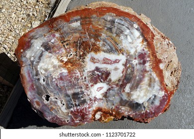 Petrified Wood. Abstract Color Marvel Of Nature.