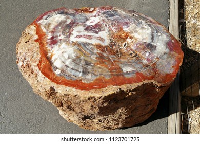 Petrified Wood. Abstract Color Marvel Of Nature.