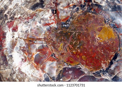 Petrified Wood. Abstract Color Marvel Of Nature.