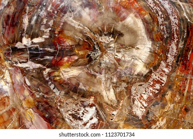 Petrified Wood. Abstract Color Marvel Of Nature.