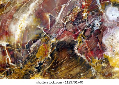 Petrified Wood. Abstract Color Marvel Of Nature.