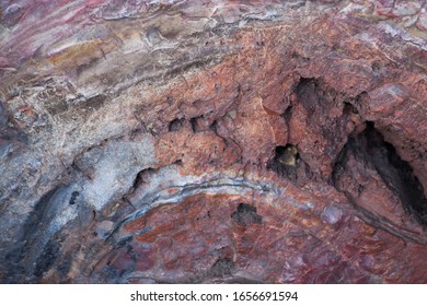 Petrified Wood Abstract With Colors