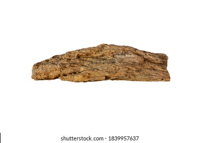 Petrified wood is a fossil, isolated on white background.