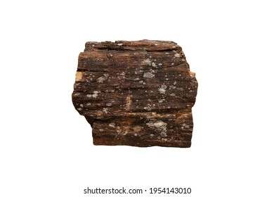 petrified wood fossil isolated on white background.