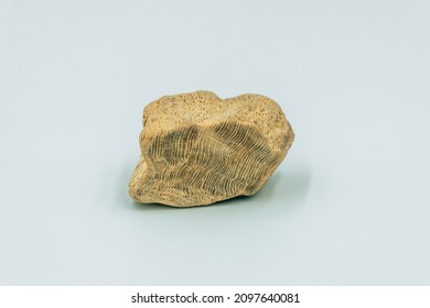 petrified wood fossil on white background