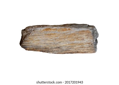 petrified wood isolated on white background.