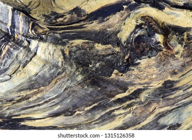 Petrified Wood Pattern Background.