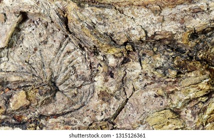 Petrified Wood Pattern Background.