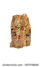 petrified wood rock isolated on white background with clipping path. Ancient wood  changed into stone by nature.