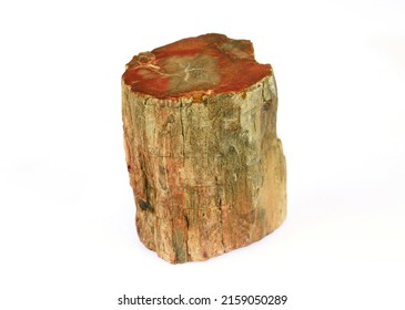 petrified wood sample isolated on white background