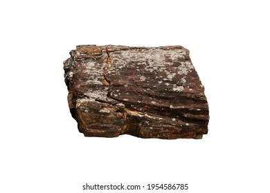 Petrified wood stone isolated on white background.