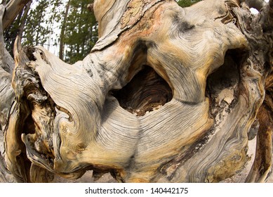 Petrified Wood Tree Stump Abstract Shape