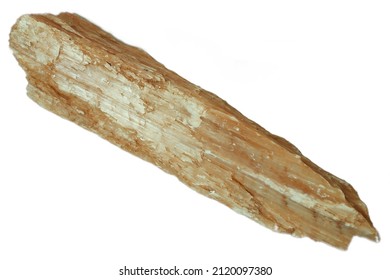petrified wood It is very hard and has a copper-like color.whipetrified wood It is very hard and has a copper-like color.white space isolated 