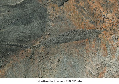 Petroglyphs On Rock. The Ancient Prehistoric Petroglyph With A Sturgeon Pattern On The Rocky Coast Of Lake Onega ,Russia. Pattern On A Stone. Picture On A Stone. Rock Paintings.History. Archeology