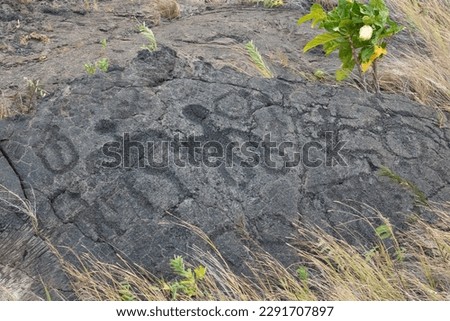 Pu‘uloa Petroglyphs, south of the Kilauea Volcano, Hawaii Volcanoes National Park, Big Island, Hawaii, USA