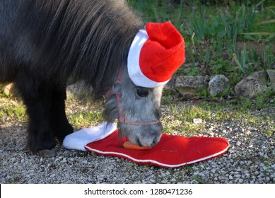 Pets At Christmas. Falabella Miniature Horse Wearing A Red Santa Hat Eating A Carrot From His Christmas Stocking