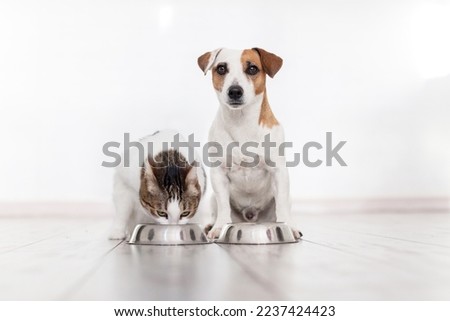Pets eats dog food from a bowl. Dog and cat eating Studio Shot