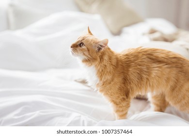 Pets And Hygge Concept - Red Tabby Cat At Home In Bed