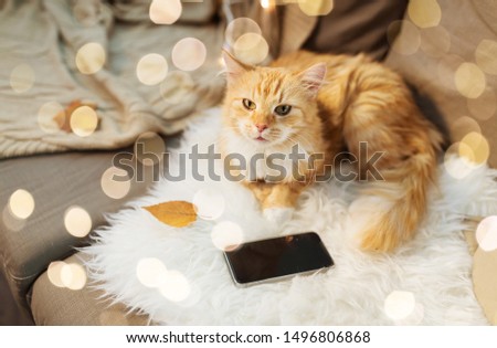 Similar – Image, Stock Photo tabby cat Animal Pet Cat 1