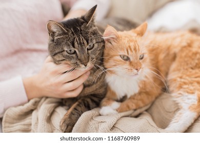 pets, hygge and people concept - close up of female owner with red and tabby cat in bed