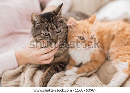 Image, Stock Photo tabby cat Animal Pet Cat 1