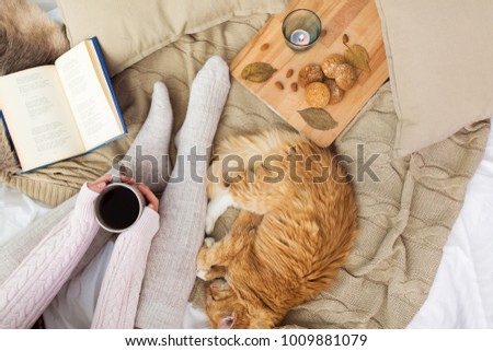 Similar – Image, Stock Photo tabby cat Animal Pet Cat 1