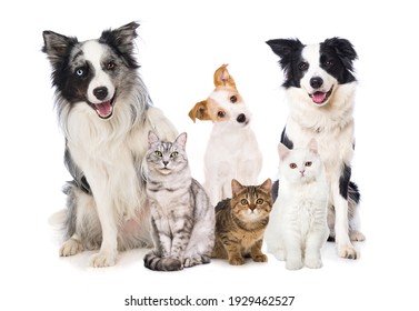 Pets isolated on white background